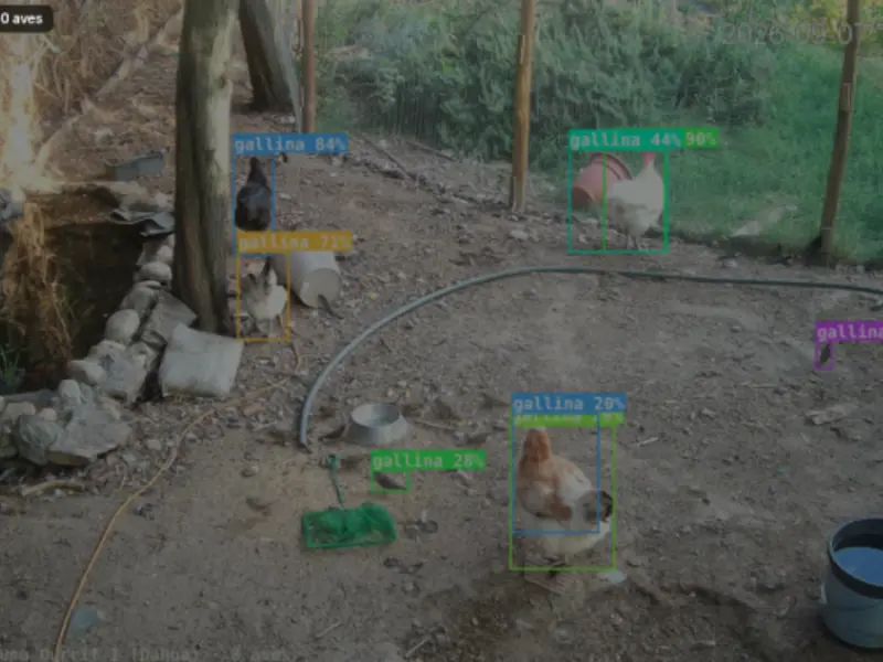 Gallinas detectadas por visión artificial en el gallinero, cada una con su recuadro y su nivel de confianza.